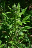 Смотреть изображение Solenanthus biebersteinii