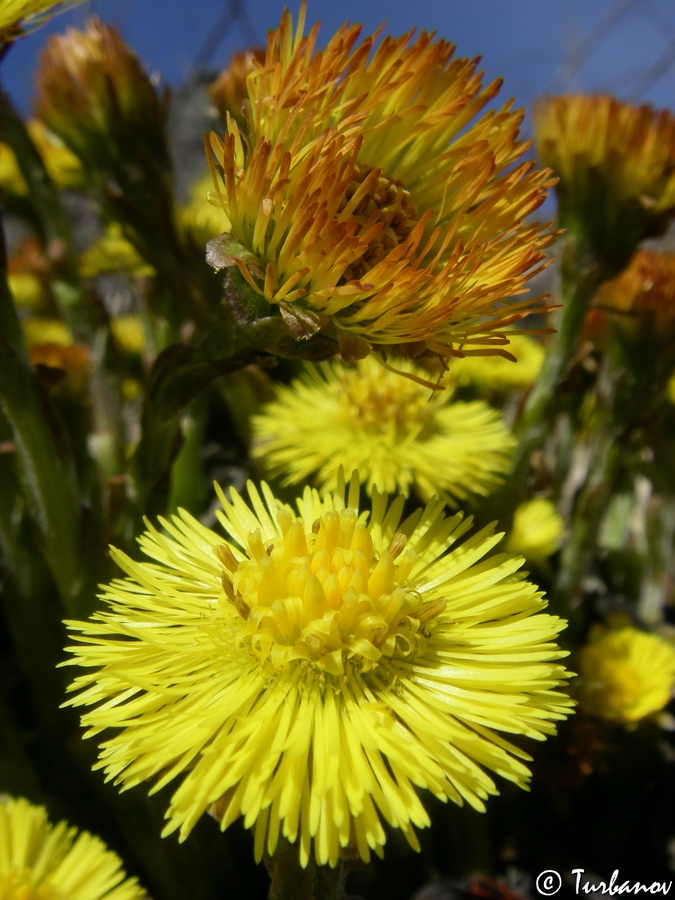 Изображение особи Tussilago farfara.