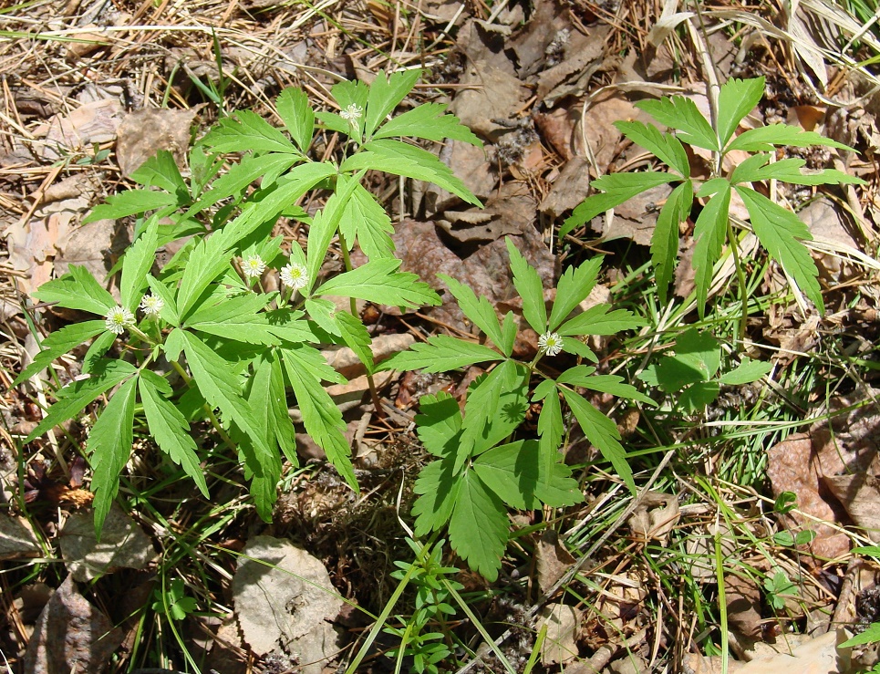 Изображение особи Anemone reflexa.