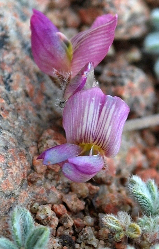 Изображение особи Oxytropis jucunda.