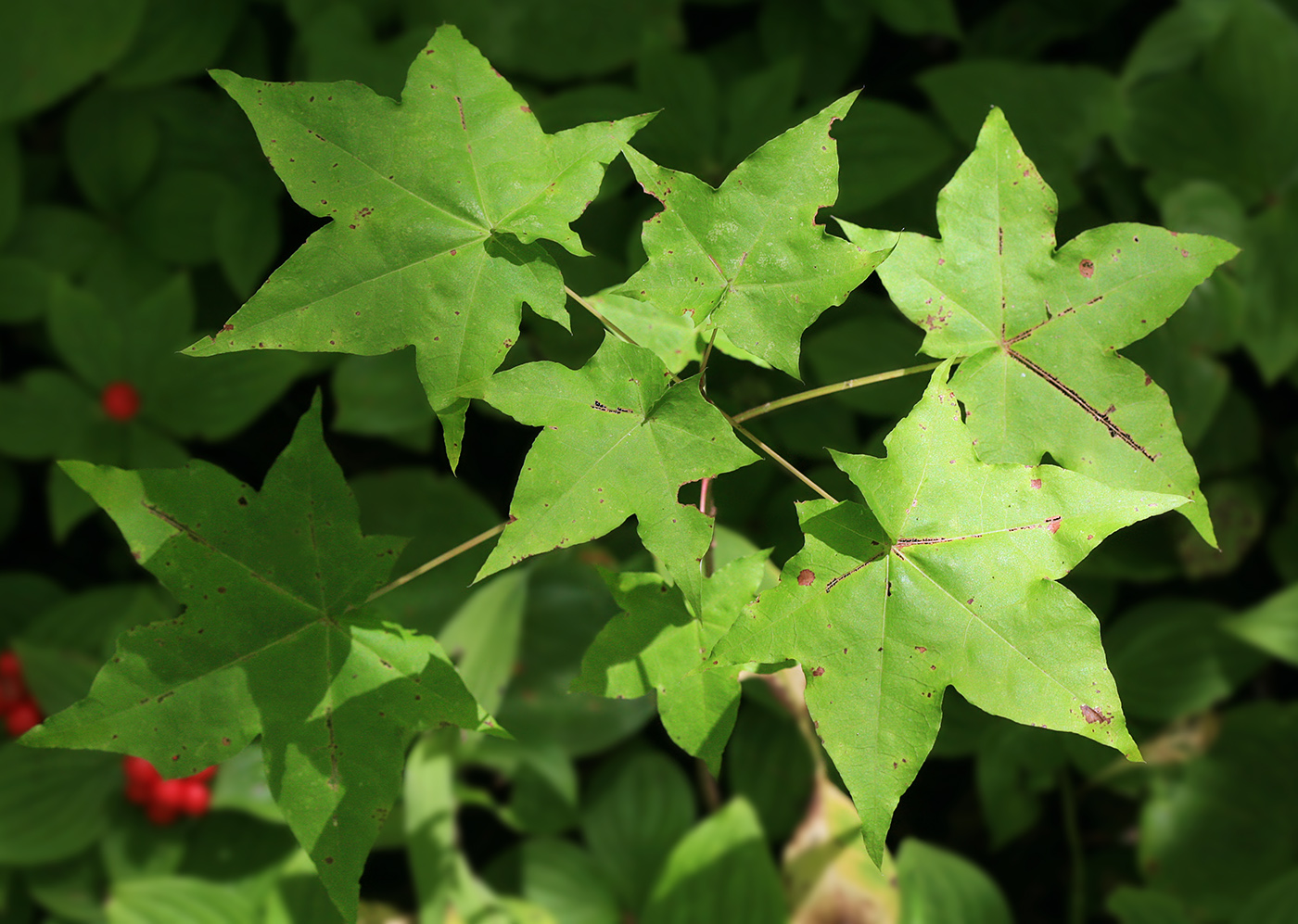 Image of Acer mayrii specimen.