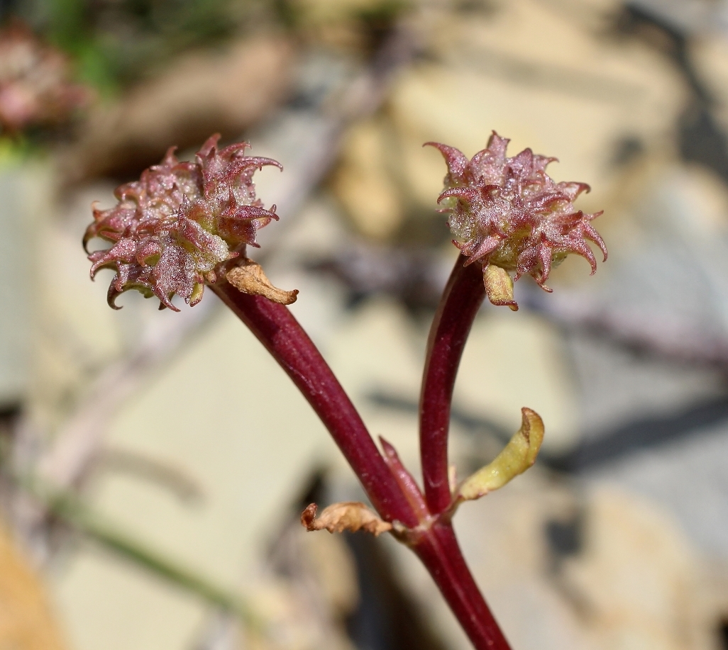 Изображение особи Valerianella echinata.