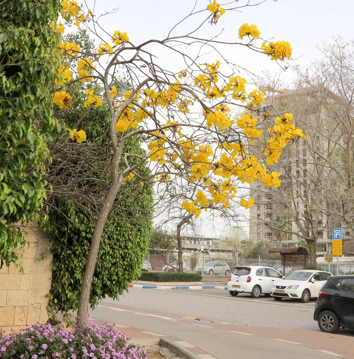 Изображение особи Handroanthus chrysanthus.