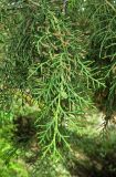 Cupressus torulosa