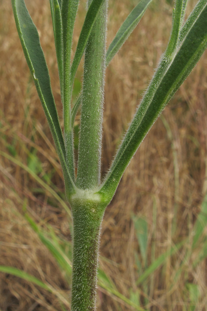 Image of Silene wolgensis specimen.