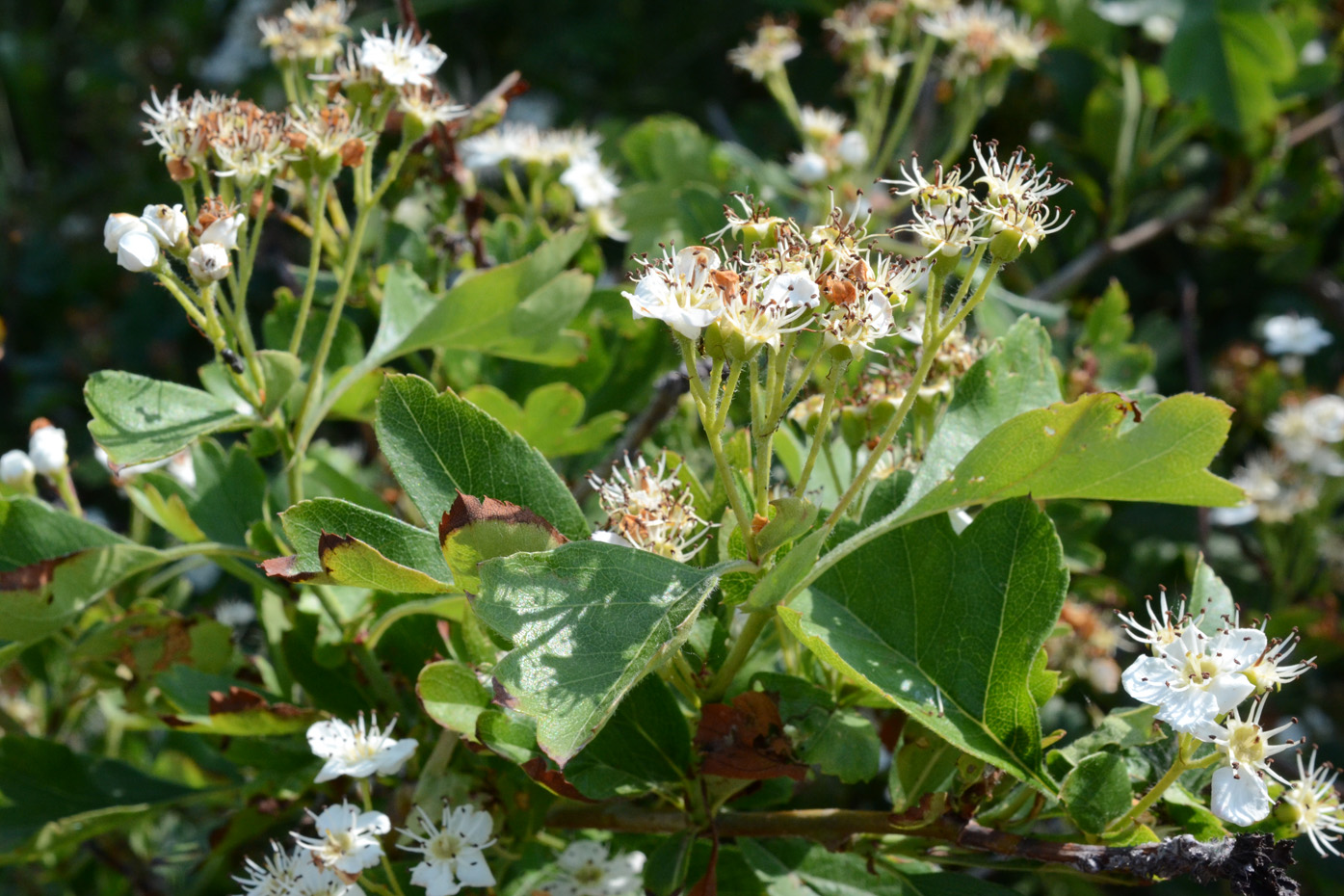 Изображение особи Crataegus taurica.