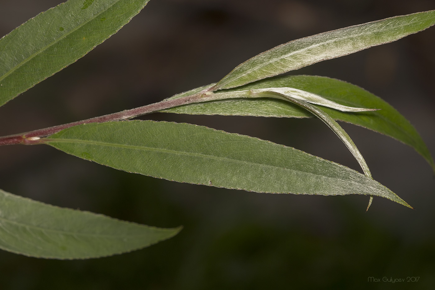 Image of Salix alba specimen.