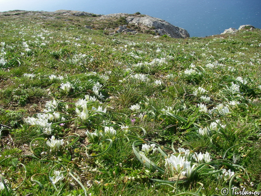 Image of Ornithogalum fimbriatum specimen.