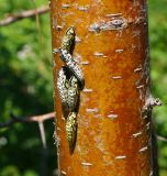 Crataegus chlorocarpa. Часть ствола взрослого дерева с прикрепившимися куколками бабочек Aporia crataegi. Восточный Казахстан, Глубоковский р-н, окр.с. Бобровка, склон сопки с кустарниками. 19.05.2017.