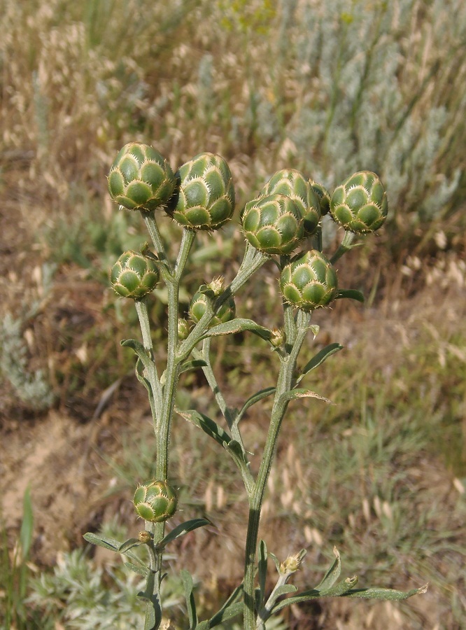 Image of Centaurea salonitana specimen.