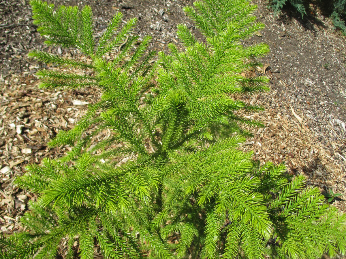 Image of Araucaria bernieri specimen.