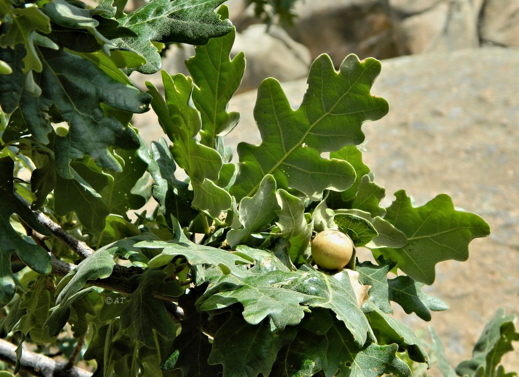 Изображение особи Quercus pyrenaica.