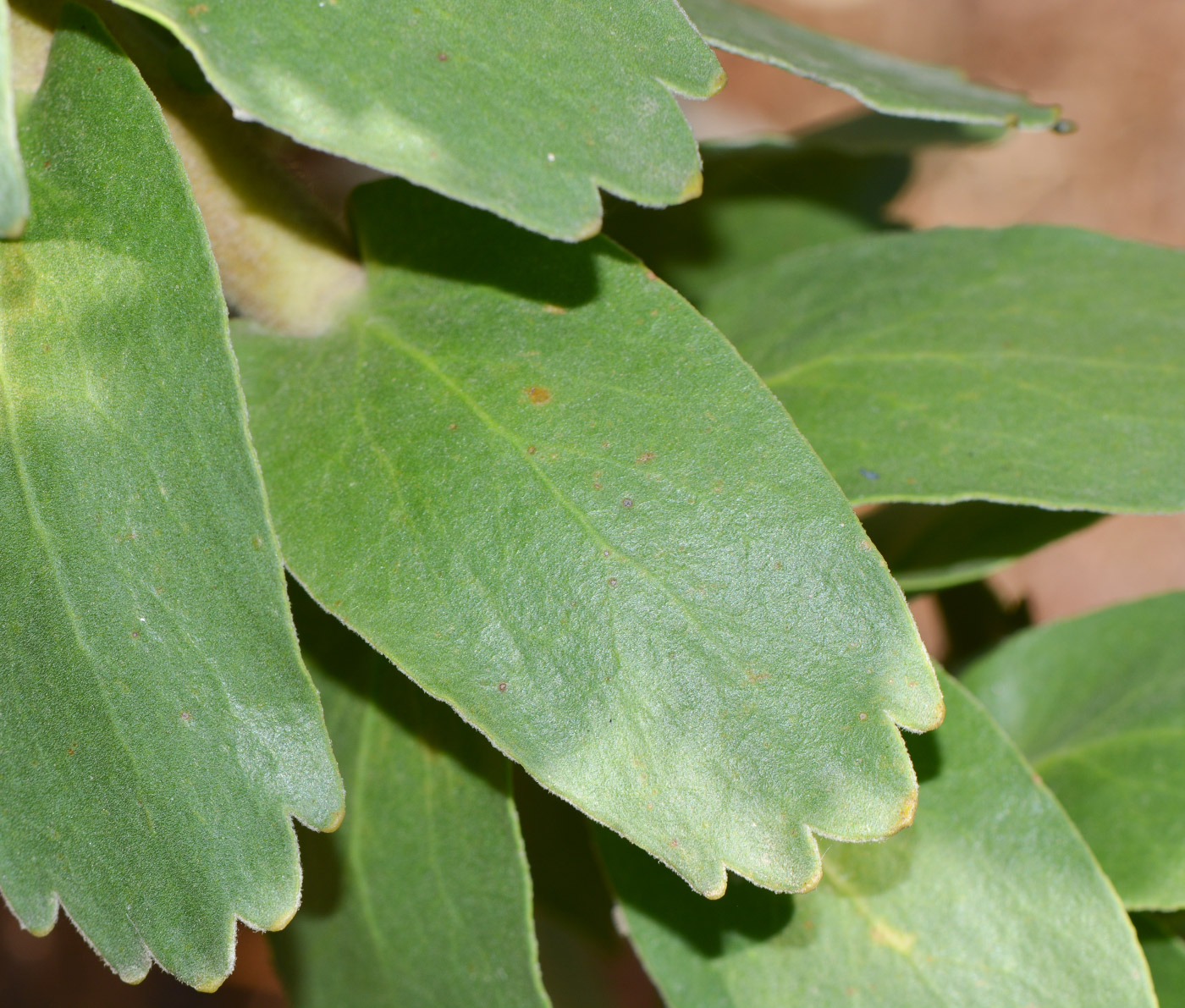 Image of Leucospermum cordifolium specimen.