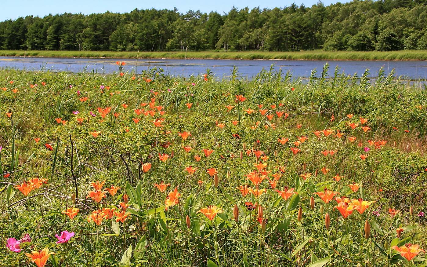 Image of Lilium pensylvanicum specimen.