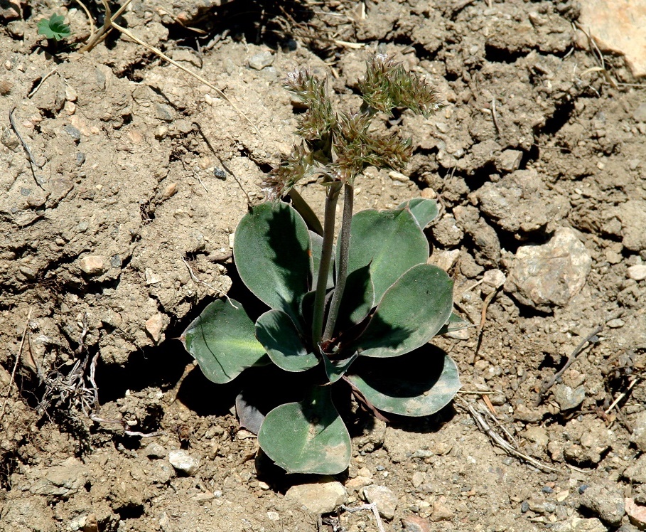 Image of Goniolimon speciosum specimen.