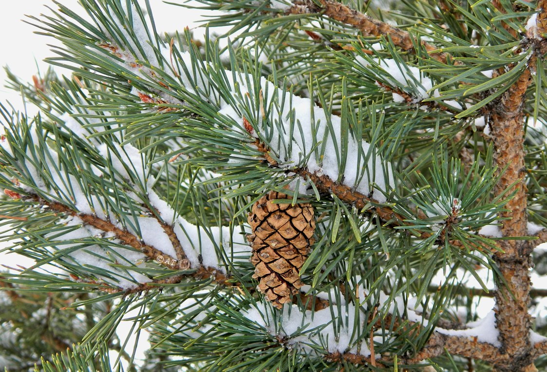 Изображение особи Pinus sylvestris.