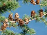 Larix sibirica. Часть ветви с прошлогодними шишками. Иркутская обл., побережье оз. Байкал в р-не Малого Моря, окр. пос. Сахюрта, бухта Базарная. 15.07.2016.