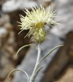 Centaurea incompleta. Верхушка побега с соцветием. Греция, Олимп (Όλυμπος), 650 м н.у.м., вертикальный откос. 18.05.2018.