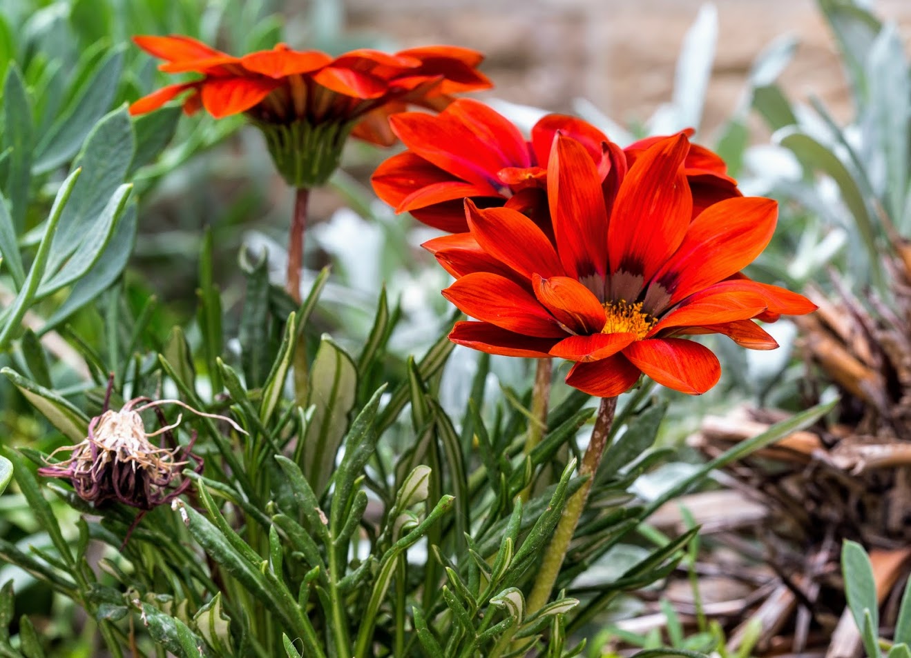 Image of Gazania &times; hybrida specimen.