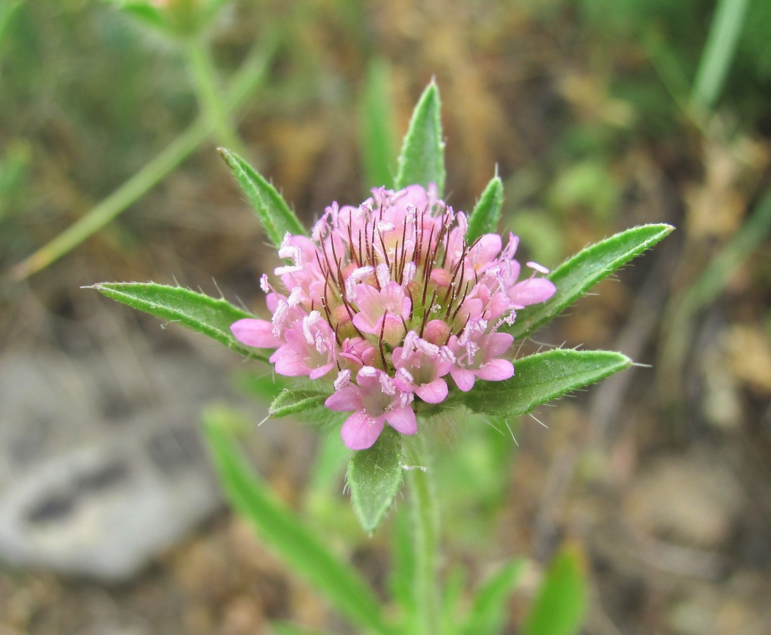 Image of Lomelosia micrantha specimen.