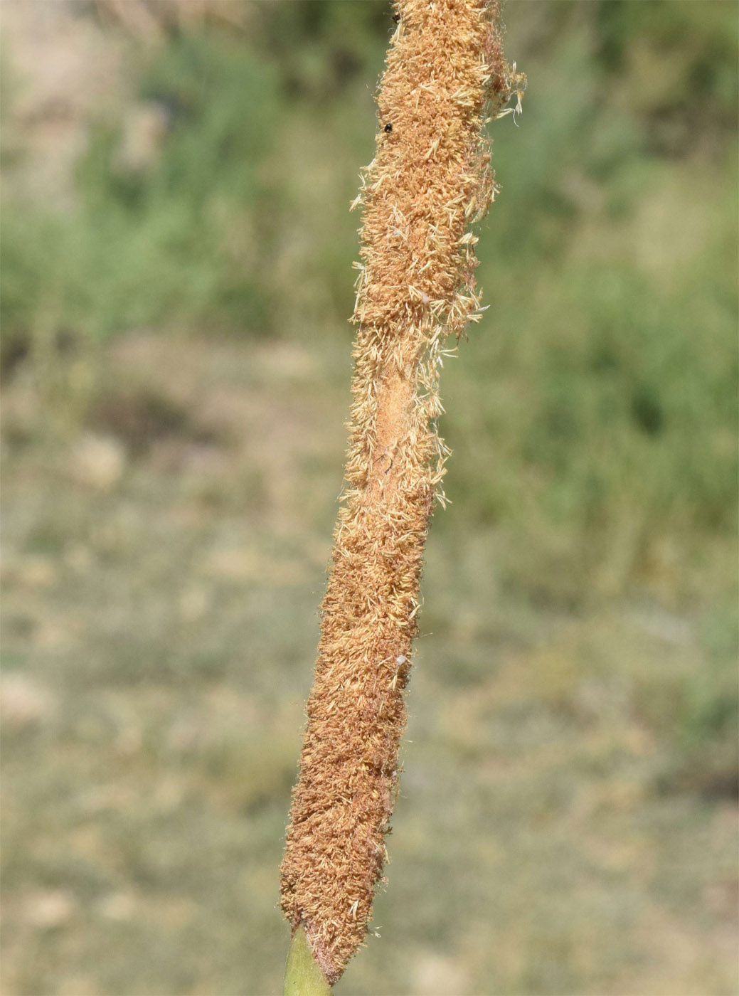 Image of Typha angustifolia specimen.