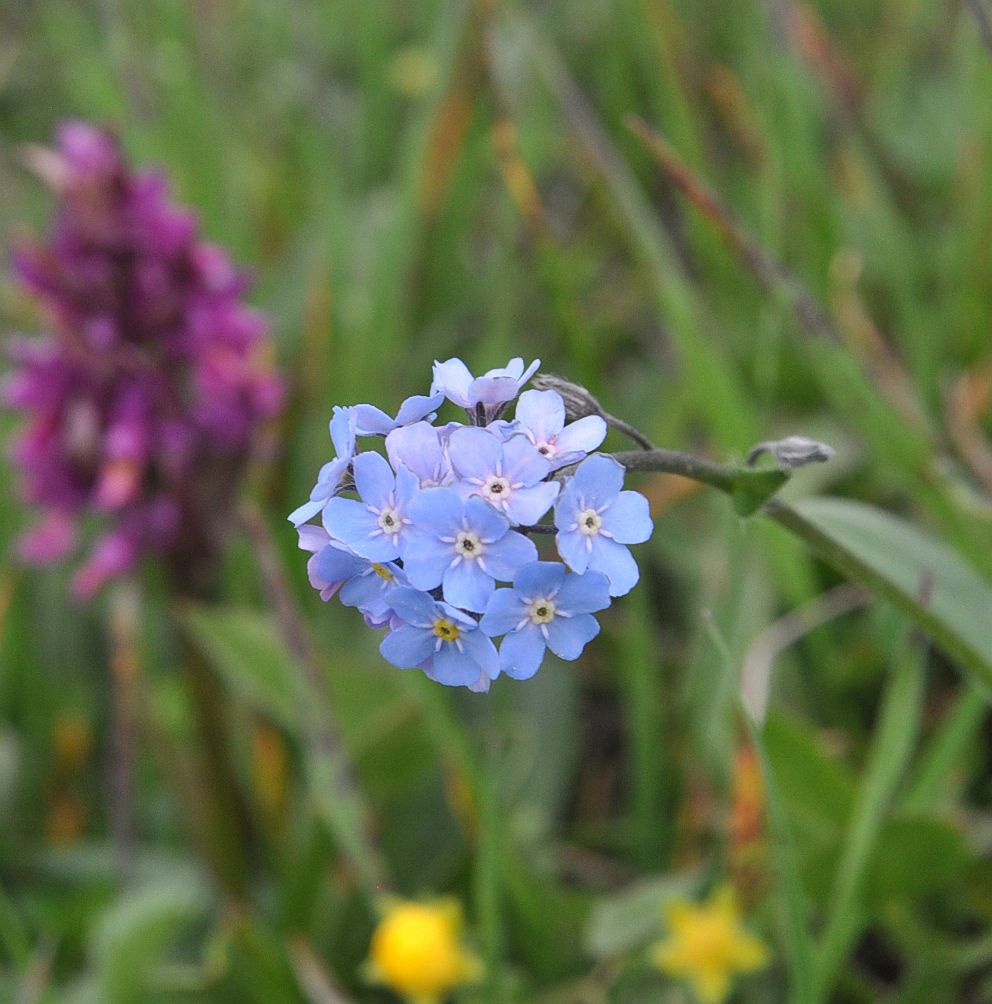 Изображение особи род Myosotis.