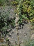 Myricaria bracteata. Верхушка плодоносящего побега. Грузия, Казбегский муниципалитет, галечный берег р. Сно в средней части долины. 31.07.2018.