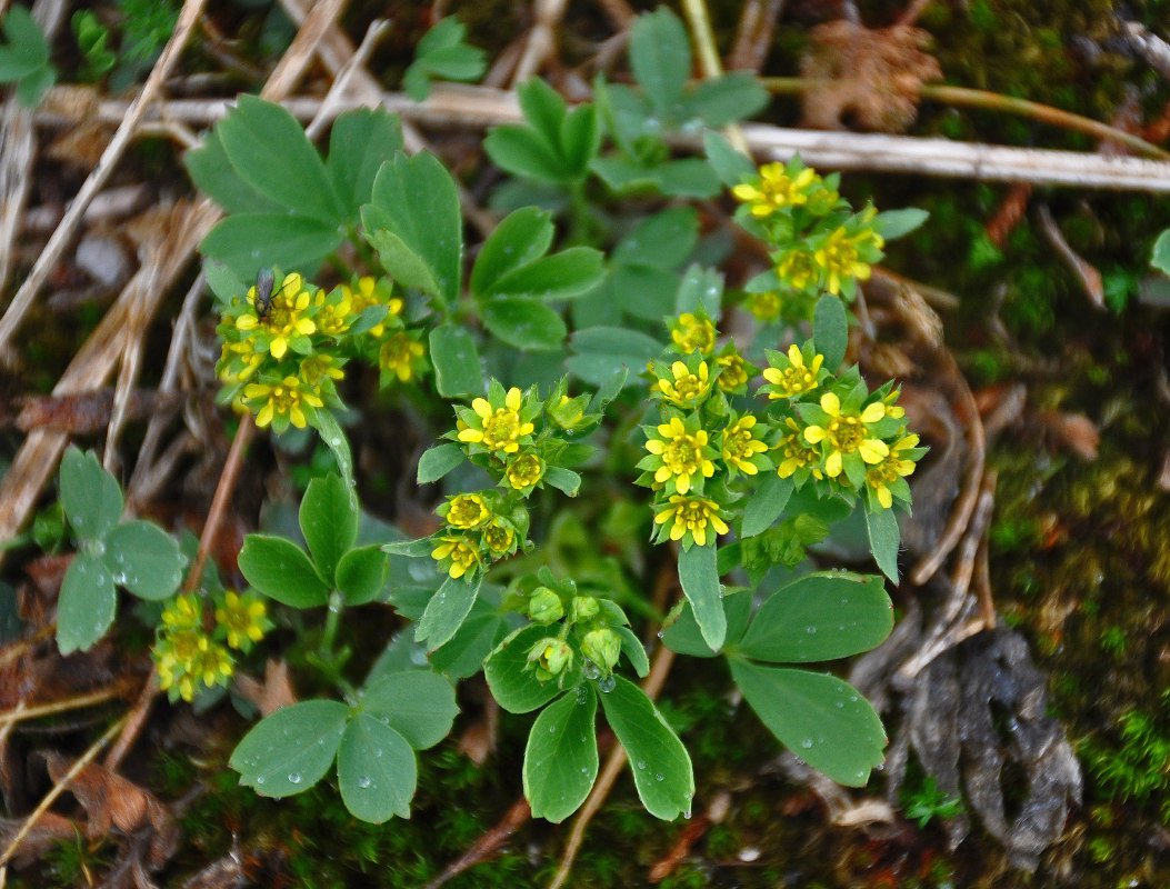 Image of Sibbaldia procumbens specimen.