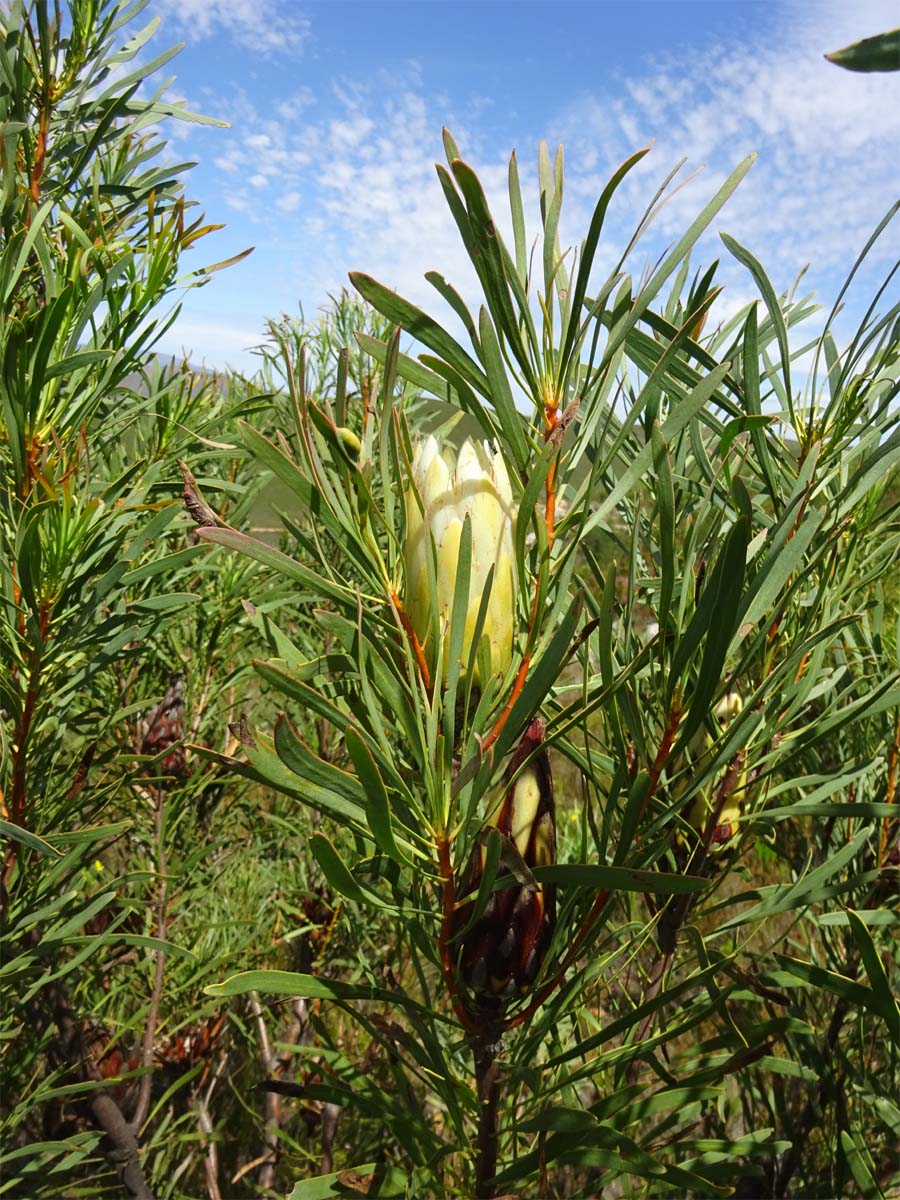 Image of Protea repens specimen.