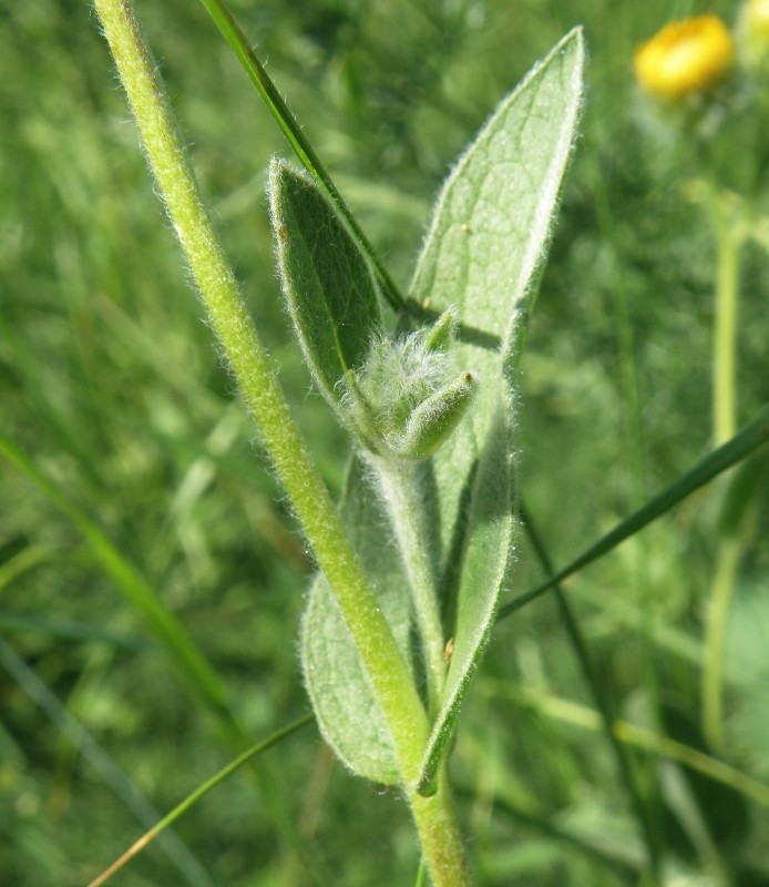 Изображение особи Inula oculus-christi.