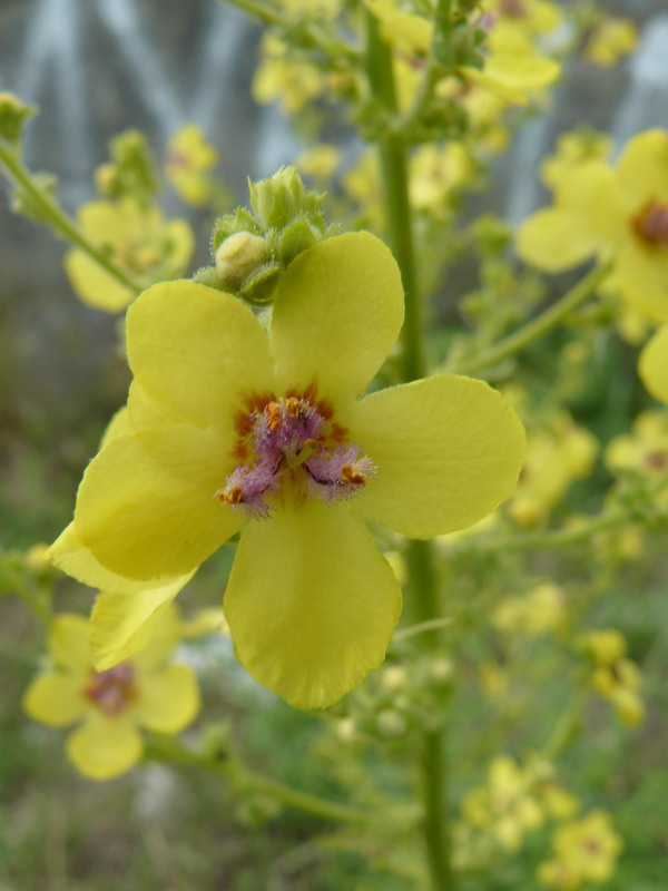 Изображение особи Verbascum marschallianum.