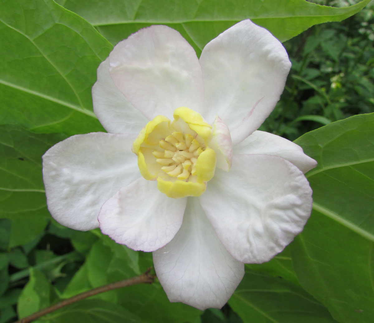 Image of Calycanthus chinensis specimen.