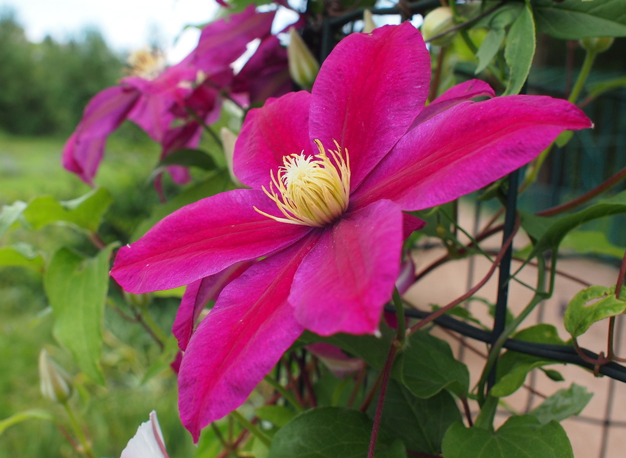 Изображение особи Clematis &times; jackmanii.