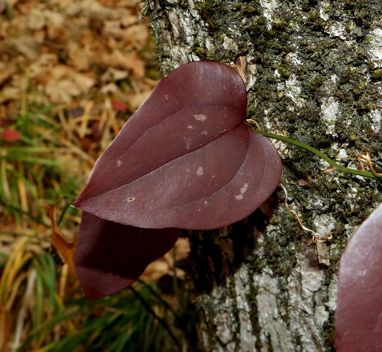 Изображение особи Smilax excelsa.