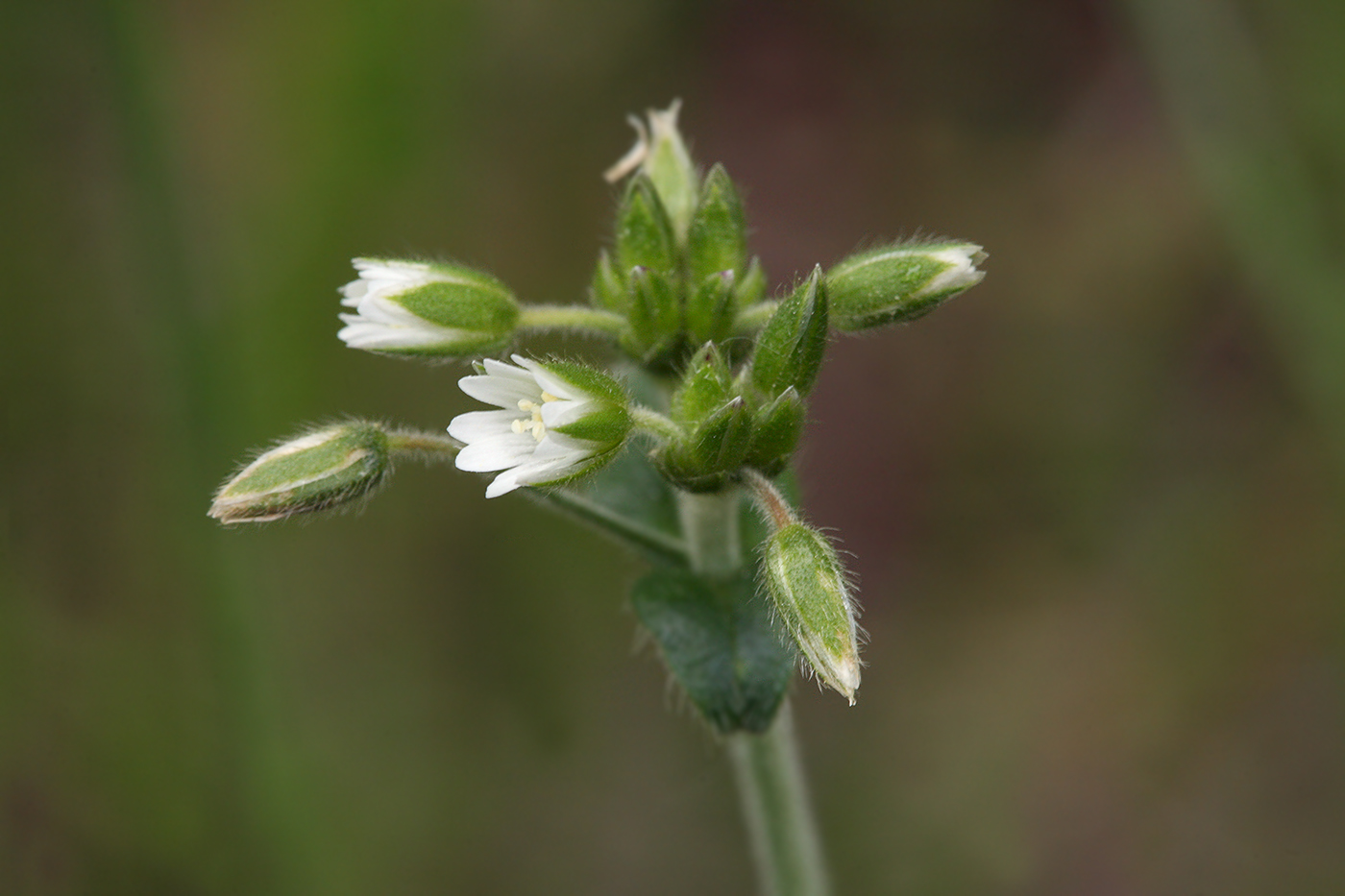 Image of Cerastium holosteoides specimen.