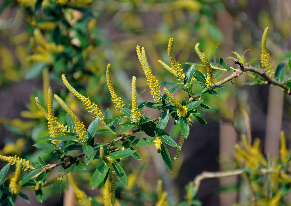 Image of Salix triandra specimen.