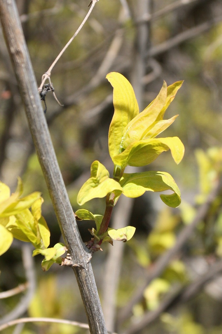 Image of Lonicera tatarica specimen.