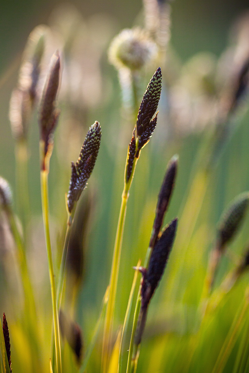 Image of Carex cespitosa specimen.