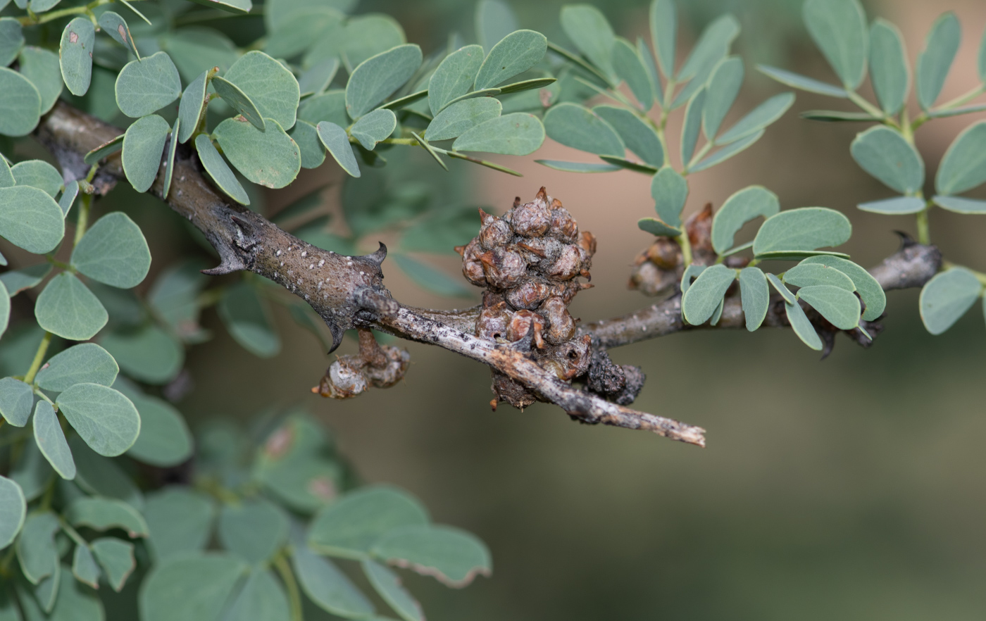 Image of Senegalia mellifera specimen.