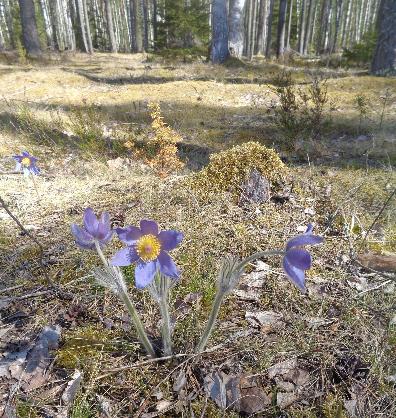 Image of Pulsatilla patens specimen.