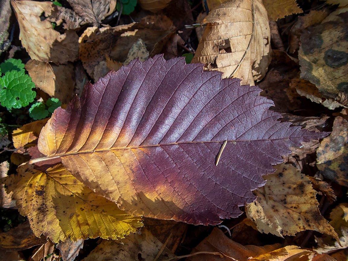 Image of Ulmus laevis specimen.