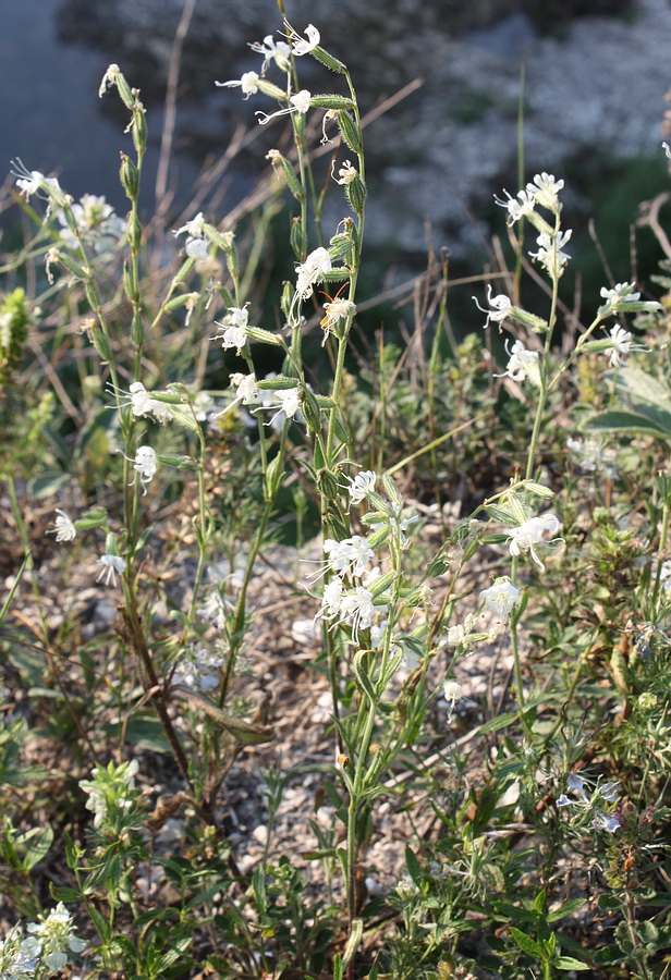 Image of Silene dichotoma specimen.