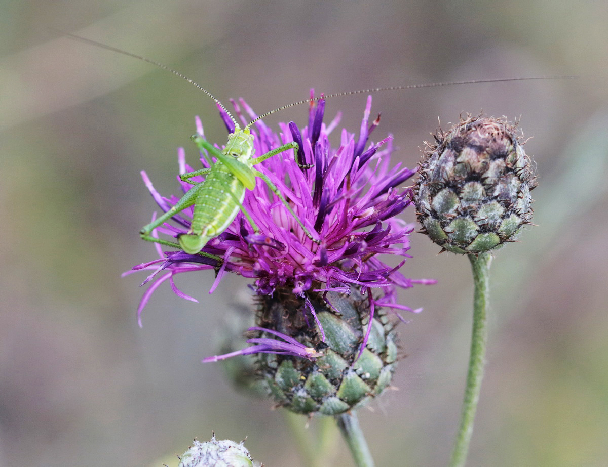 Image of Centaurea scabiosa specimen.