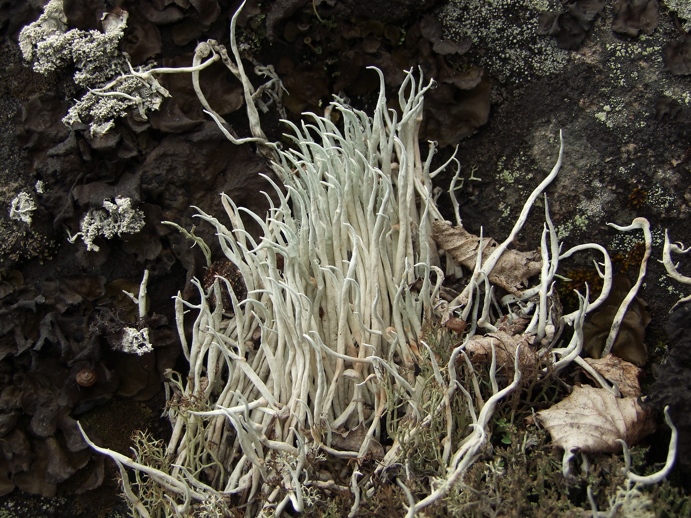 Изображение особи Thamnolia vermicularis.