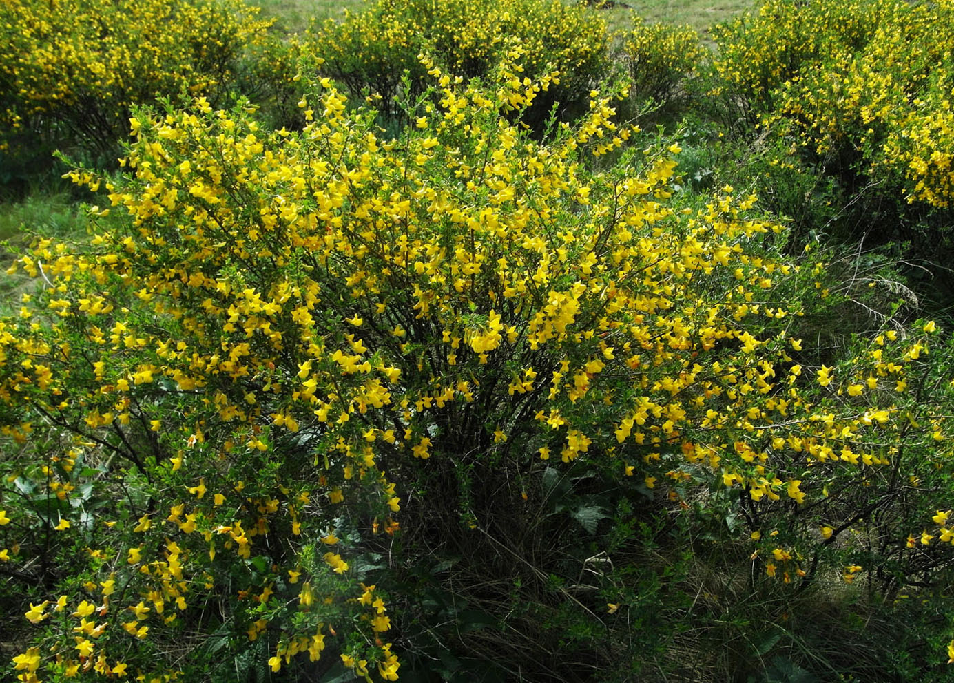 Image of Caragana frutex specimen.