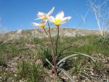 Tulipa bifloriformis. Цветущие растения. Южный Казахстан, Сырдарьинский Каратау, горы Улькунбурултау, ≈ 900 м н.у.м., степное мелкозёмное плато. 8 апреля 2021 г.