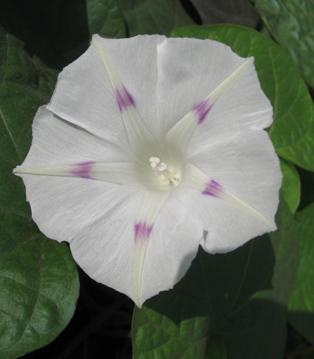 Image of Ipomoea purpurea specimen.