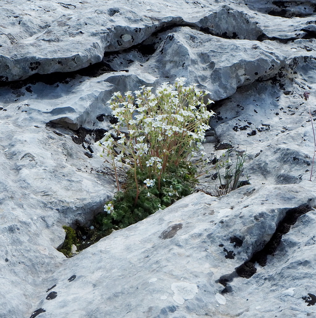 Image of Saxifraga irrigua specimen.