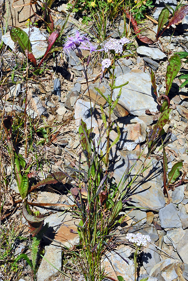 Image of genus Achillea specimen.