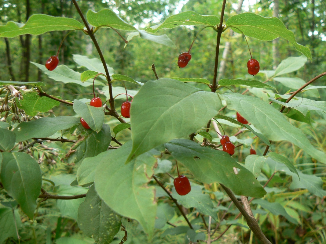 Image of Lonicera maximowiczii specimen.